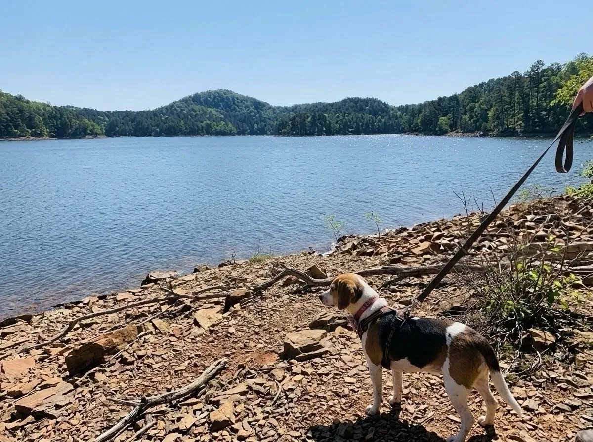 A leashed beagle standing on a rocky lake shore, looking out over a calm lake with forested hills.